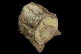 Fossil Fish (Ichthyodectes) Vertebra - Kansas #127863-1
